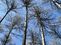 -硗碛藏寨·神木垒景区