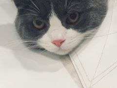 -钦宠·猫咪售卖·洗护·寄养(东圃旗舰店)