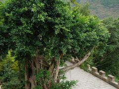 -白帝城·瞿塘峡景区