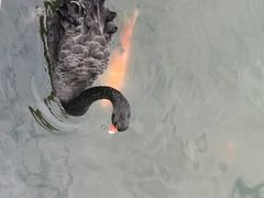 -深圳野生动物园