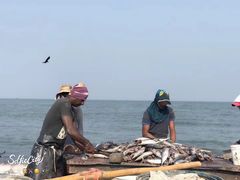 -尼甘布海鲜市场