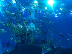 -成都浩海立方海洋公园