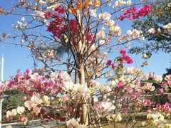 -金光华广场