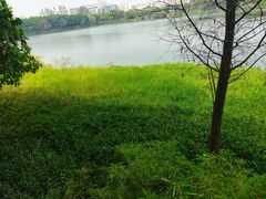 -广东花都湖国家湿地公园