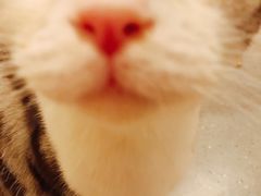-飞行喵MR PILOT|猫舍·猫咖(静安大融城店)