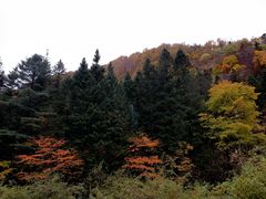 -望天鹅景区