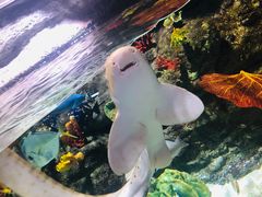 -迪拜水族馆及水下动物园