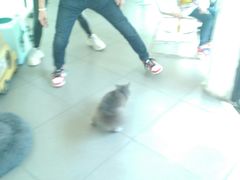 -有猫主题·治愈系猫咖(曾厝垵店)