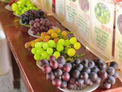 -马陆小张葡萄园农家乐