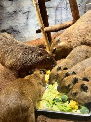 -Zoolung Zoolung动物主题公园(海信广场店)