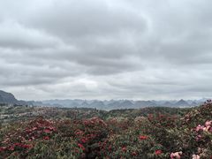-贵州百里杜鹃风景名胜区