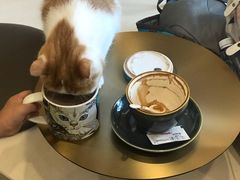 -飞行喵MR PILOT|猫舍·猫咖(静安大融城店)