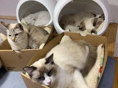 -李小姐の猫咖啡馆(五角场店)