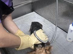-北京观赏动物医院·24小时大型综合·猫专科·异宠专科