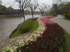 -上海鲜花港