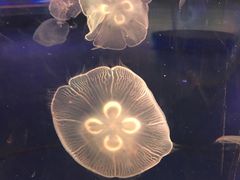 -梦幻海洋王国(吾悦广场张家港店)