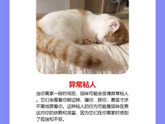 -纳吉亚猫专科动物诊疗中心(蒋宅口分院)