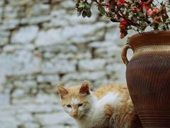 -高荡千年布依古寨旅游景区