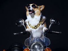 -超宠爱宠物摄影-Super pet