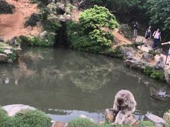 -岚山猴子公园
