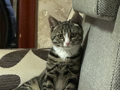 -美联众合宠物医院·爱萌分院·内外科·猫科中心