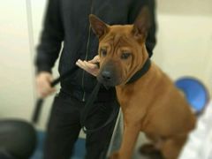 -荣耀金沙动物医院(清江西路店)