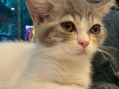-猫咪派对(江南西店)