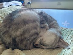 -特一安24小时宠物医院·骨科·中兽医
