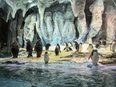 -帝企鹅自助餐厅•儿童岛•真企鹅(长隆企鹅酒店)