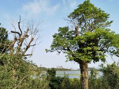 -华侨城湿地公园