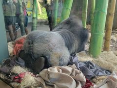 -林肯公园动物园