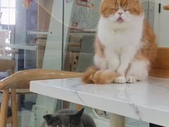 -喵园·猫主题咖啡厅·撸猫·猫咖(国贸店)