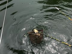 -酷鱼垂钓CLUB(朝阳区博大路店 )