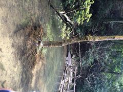 iphone_upload_pic-鼎湖山风景区