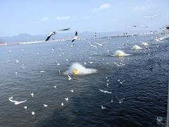 -海埂大坝