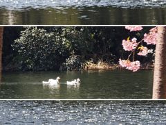 -新江湾城公园