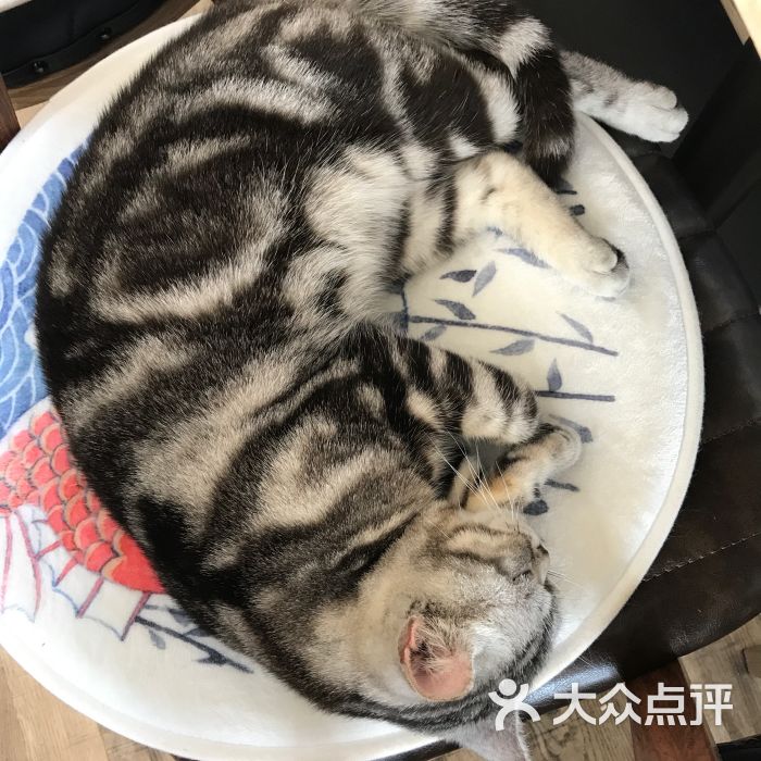 catsparty猫咪主题休闲吧图片 - 第4张