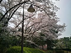 -台场海滨公园船码头