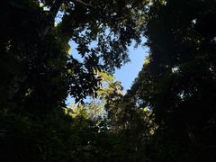 -西双版纳原始森林公园