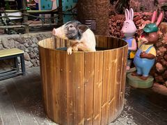 -正佳雨林生态植物园