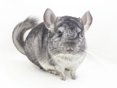 -龙猫仔乐园(惠福东路店)