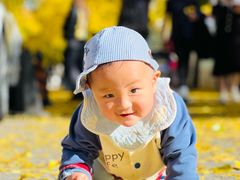-三里屯东五街银杏大道