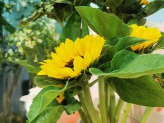 -花心思鲜花店(武昌徐东店)