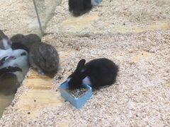 -龟与熊猫宠物公园(南坪店)