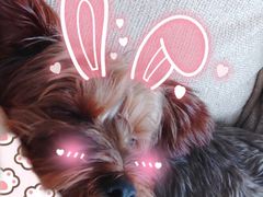-瑞派名望24h动物医院异宠专科·猫专科·骨科·重症监护分院