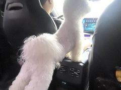 -翊宠yipet猫狗购宠庄园犬舍•猫舍