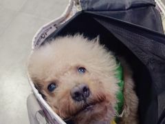 -严国平动物医院(德政总院)