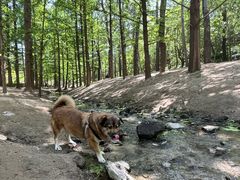 -白水寺森林公园