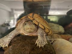 -灵龟之家百象馆(百象馆联合旗舰店)