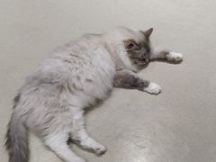 -藏猫猫咖啡主题馆(中央大道店)